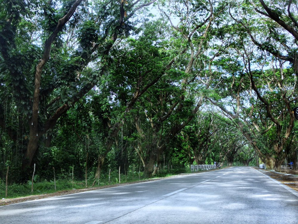 The Acacia Tunnel
