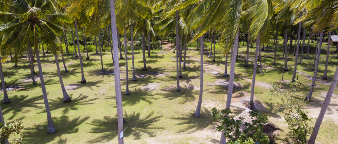 Trees at Nagtabon Beach